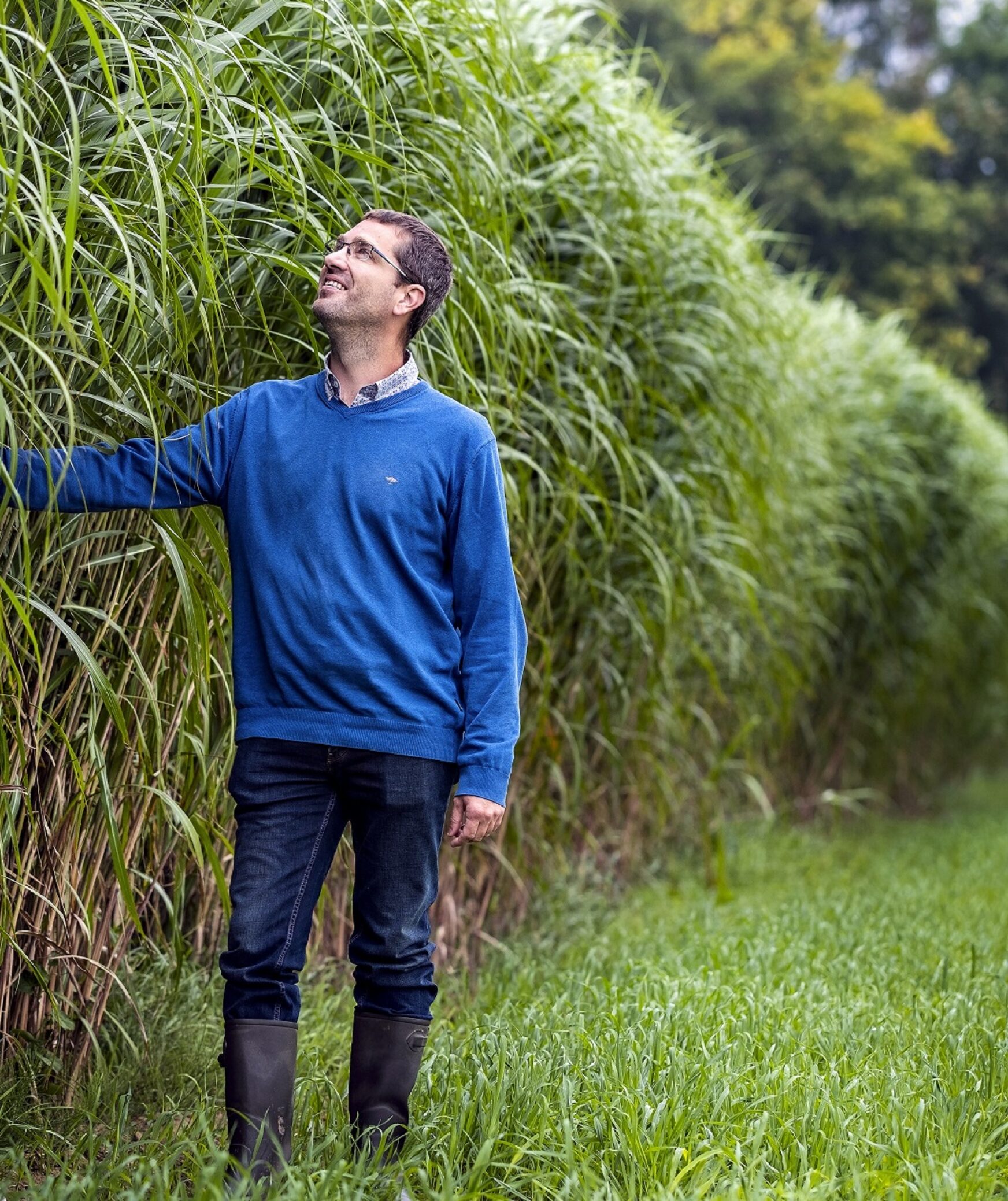 Un homme sourit en touchant des miscanthus d'un champ